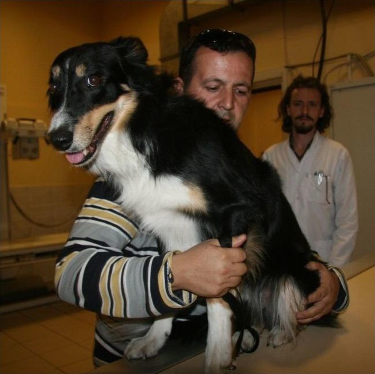 S&uuml;per K&ouml;peğe Check-up
