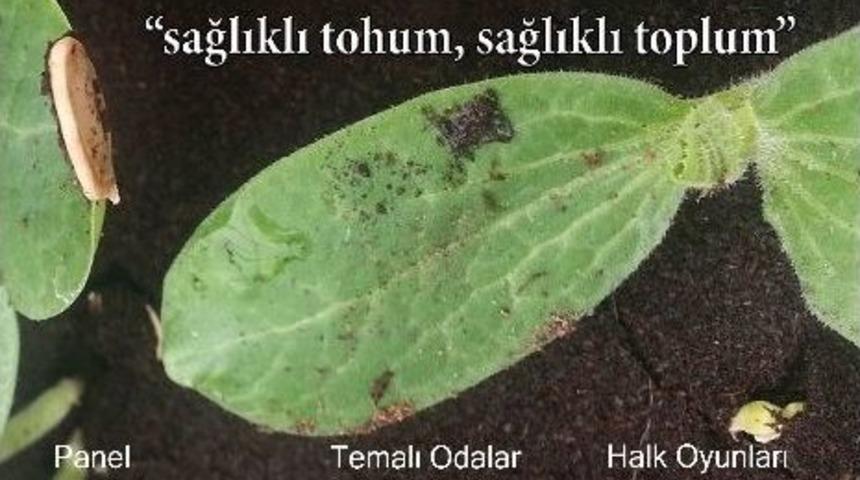 &Ccedil;ankaya'da Şenlik: &ldquo;sağlıklı Tohum Sağlıklı Toplum&rdquo;