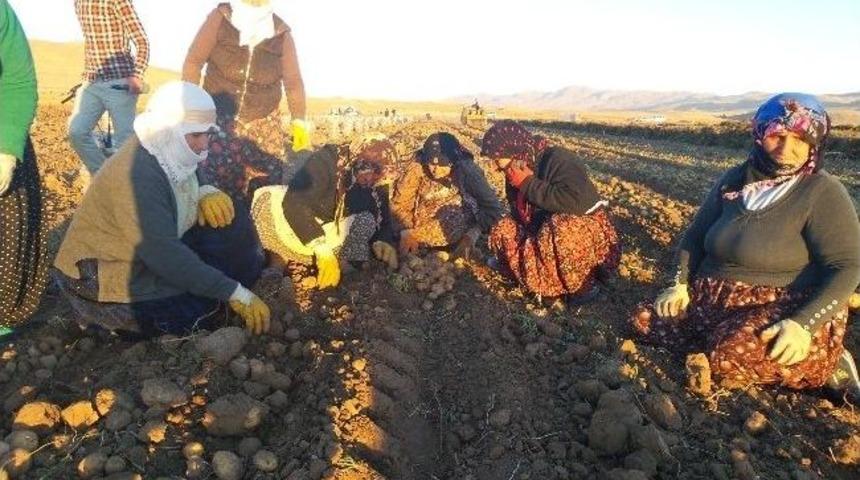 Erciş&rsquo;te Patates Hasadı Başladı