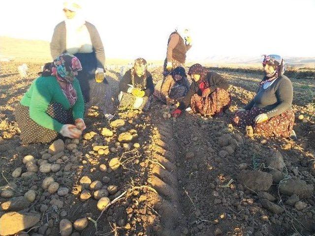 Erciş’te Patates Hasadı Başladı