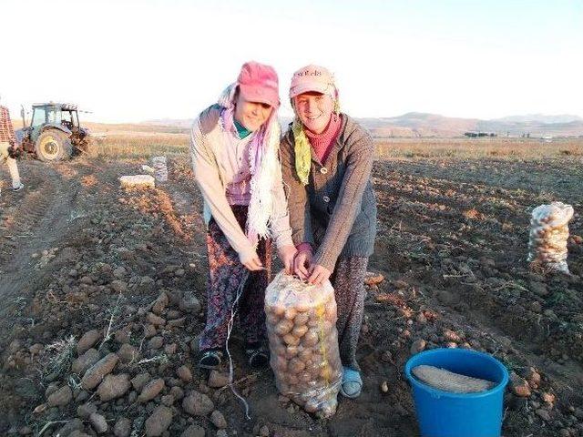 Erciş’te Patates Hasadı Başladı