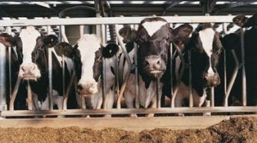 T&uuml;rkiye'de İnek Peyniri &Uuml;retimi Artarken Koyun Ve Ke&ccedil;i Peyniri &Uuml;retimi Azaldı