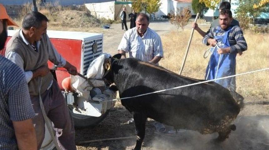 Kızgın Boğa G&uuml;&ccedil;l&uuml;kle Yakalandı