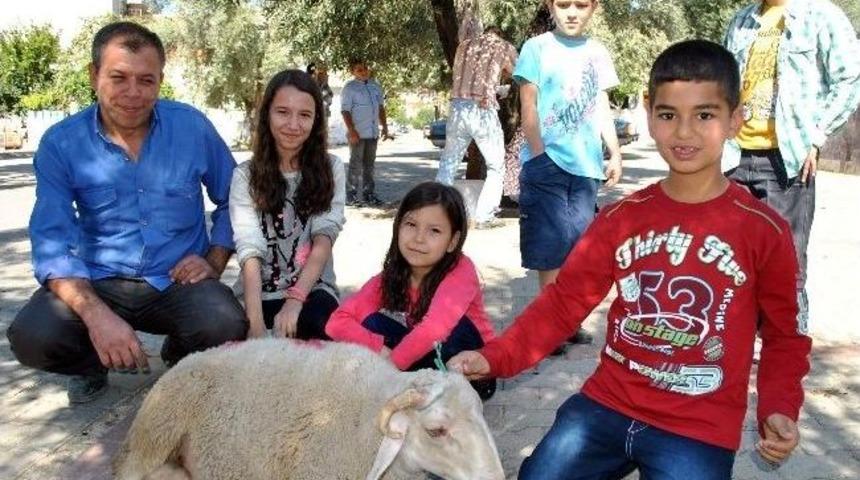 Aydın&rsquo;da Kurban Telaşı Devam Ediyor