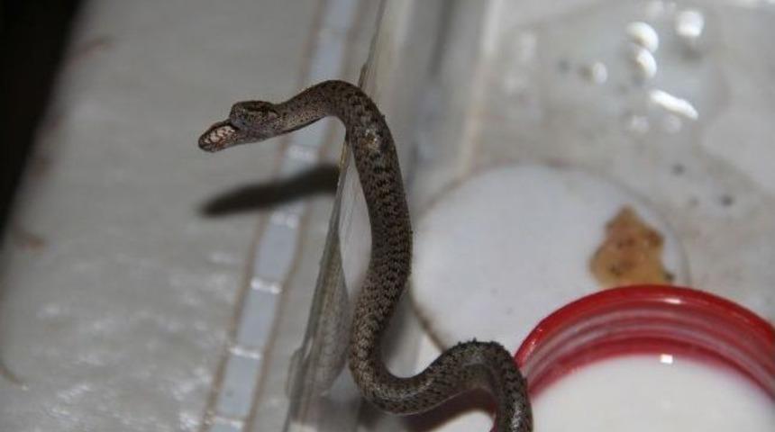 Koynunda &lsquo;yılan&rsquo; Besliyor