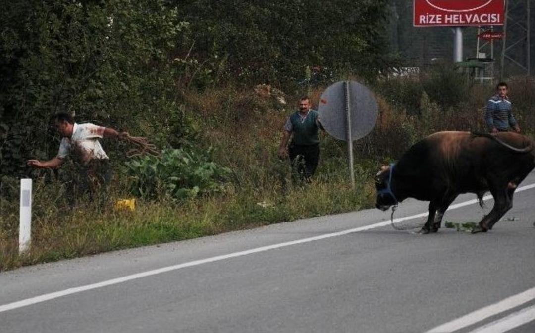 Ka&ccedil;an Boğa Trafiği Alt &Uuml;st Etti