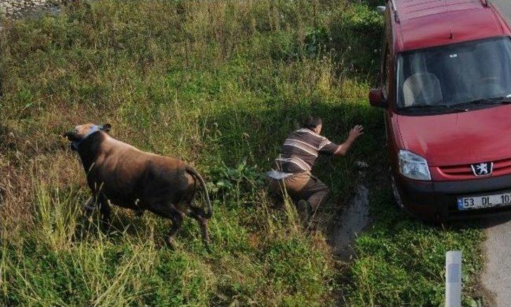 Kaçan Boğa Trafiği Alt Üst Etti G1