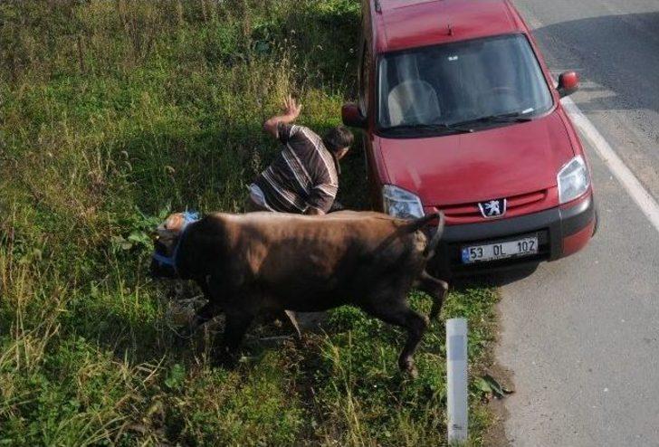 Kaçan Boğa Trafiği Alt Üst Etti G2