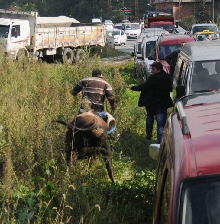 Kaçan Boğa Trafiği Alt Üst Etti G3
