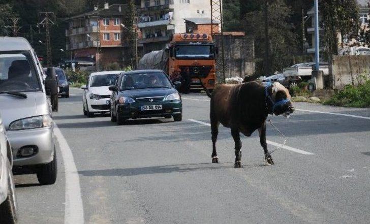Kaçan Boğa Trafiği Alt Üst Etti G4