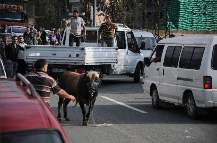 Kaçan Boğa Trafiği Alt Üst Etti G5