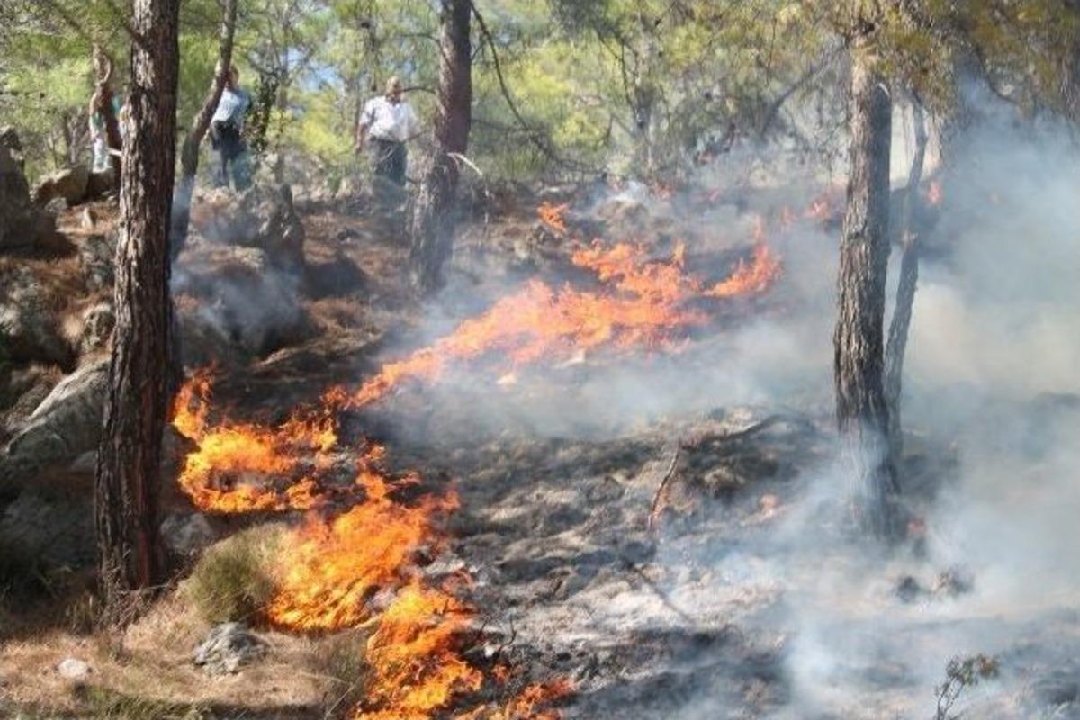 Sigara İzmariti Ormanı Yaktı