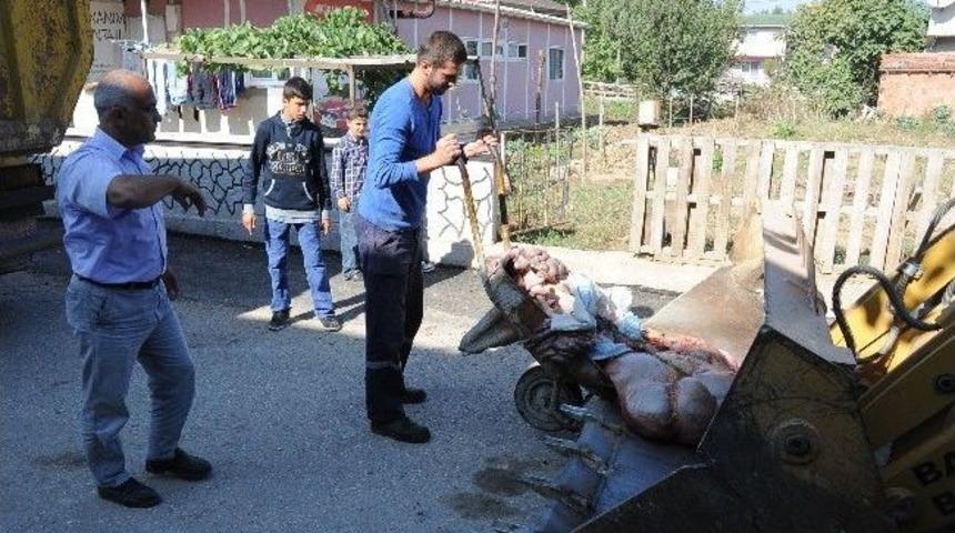 Başiskele Belediyesi&rsquo;nden Kurban Atıklarına Hızlı &Ccedil;&ouml;z&uuml;m