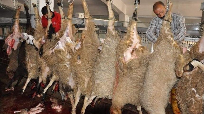 Diyanet Organizasyonunda Kesilen 500 Kurbanın Eti Suriyeliler İle Yoksullara Dağıtıldı