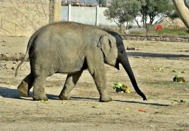 'izmir' Şimdi De Tübitak'a Model Oldu G5