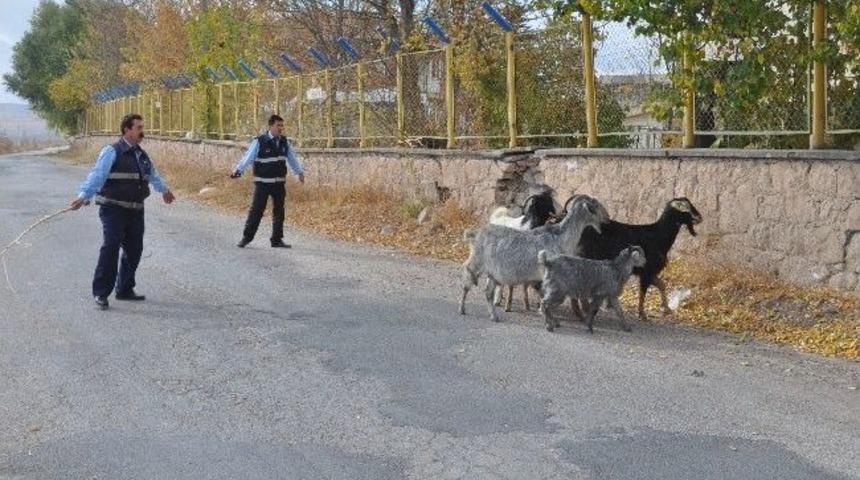Eskişehir&rsquo;de Ke&ccedil;i Operasyonu