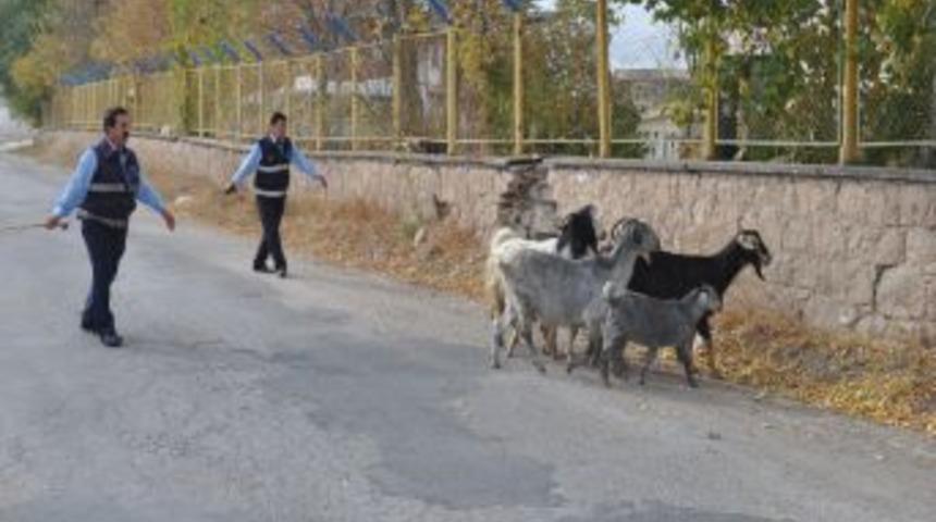 Ka&ccedil;an Ke&ccedil;iler Sahibi &Ccedil;ıkmazsa Fakirlere Yemek Olacak