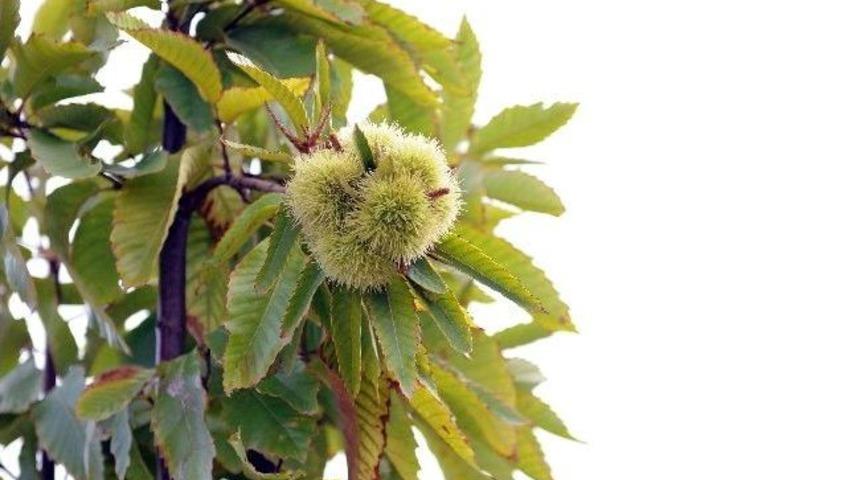 Bağcılar&rsquo;da Kestane Bah&ccedil;esi İlk &Uuml;r&uuml;nlerini Verdi