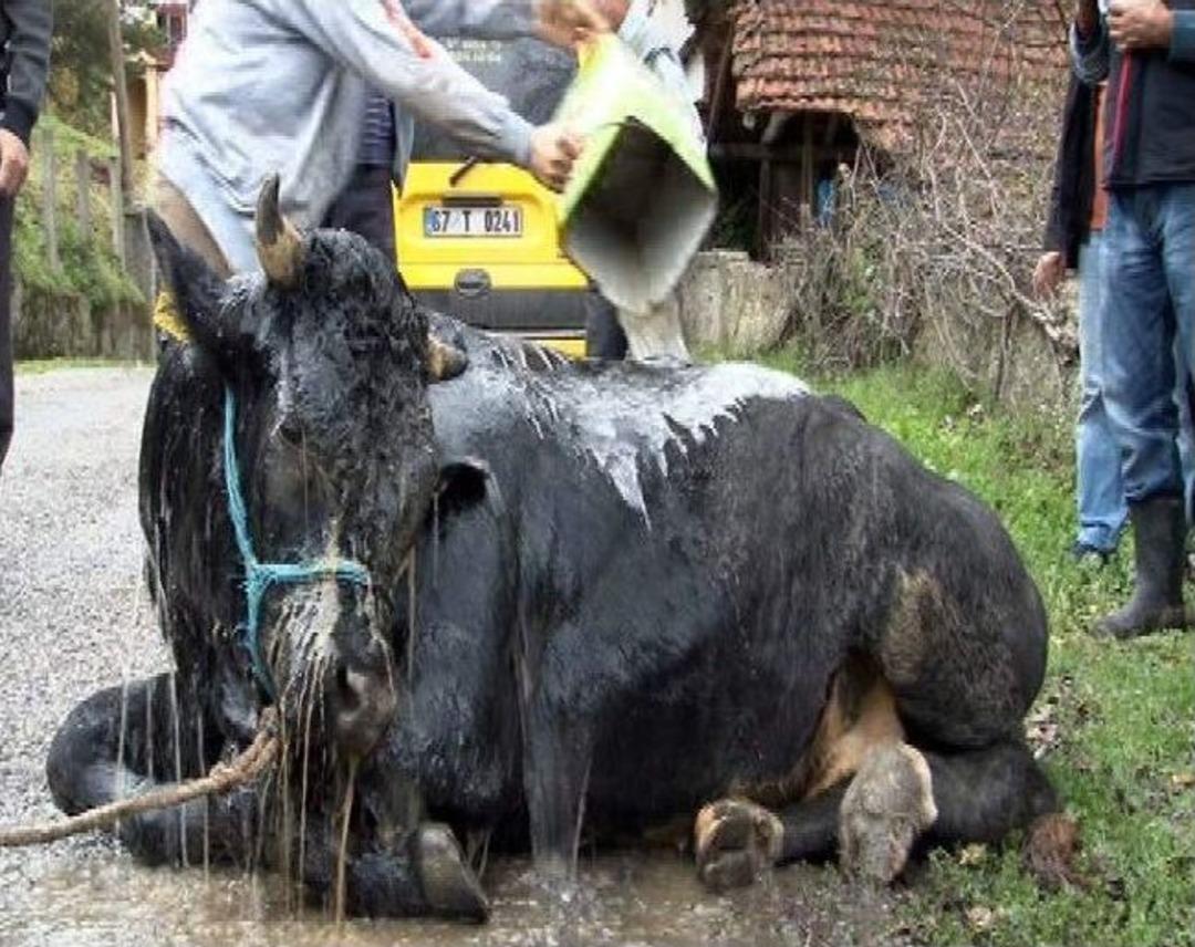 (&ouml;zel Haber) Ka&ccedil;an Boğa Bayramda Kesilmekten Kurtuldu