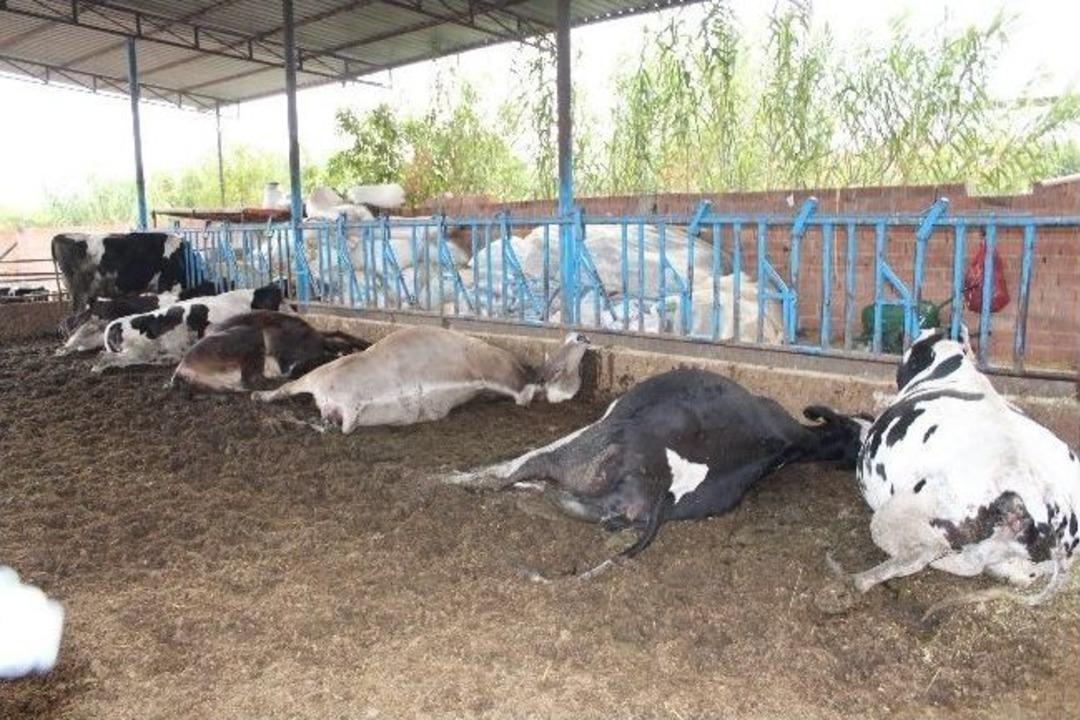 Elektrik Akımına Kapılan 6 Gebe İnek Telef Oldu