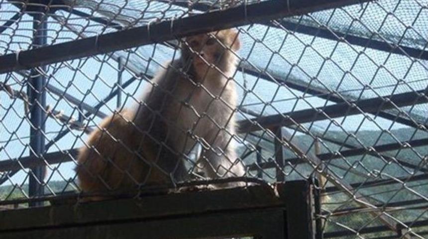 İnebolu&rsquo;da Yakalanan Maymuna El Kondu
