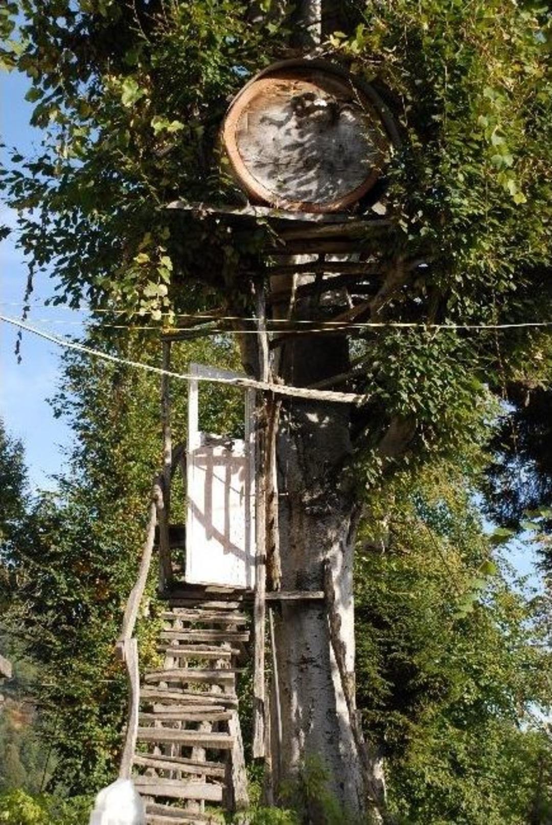 Ağacın Tepesine &Ccedil;ardak