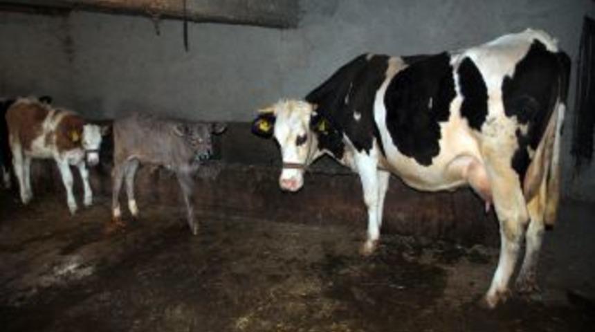 Manavgat'ta 5 Bin 100 Buzağı Kayıt Altına Alındı