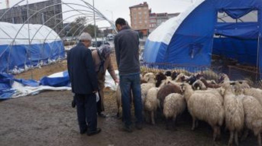 B&uuml;y&uuml;kbaş Kurban Satıcılarının Elinde Hayvan Kalmadı