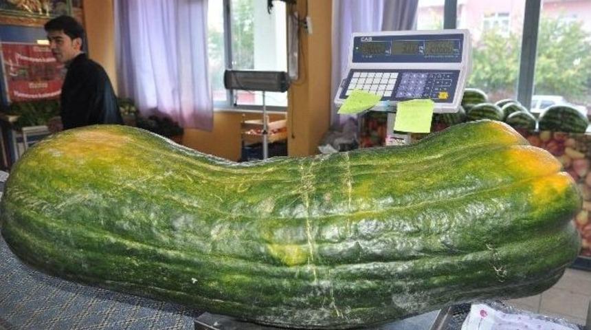 42 kiloluk kabak g&ouml;renleri şaşırttı