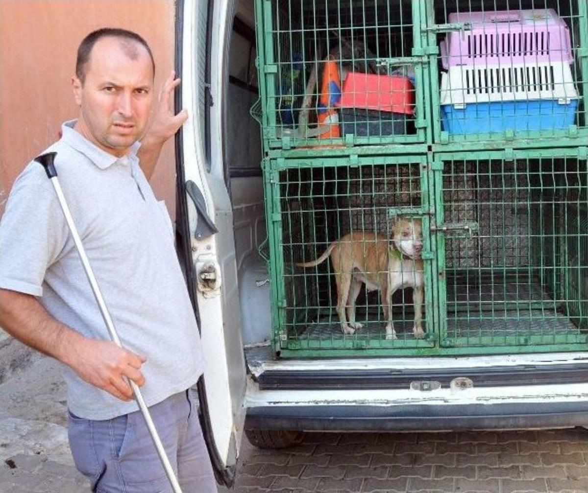 Cami avlusunda pitbull dehşeti