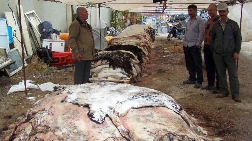 Korkuteli&rsquo;de 3 Bin K&uuml;&ccedil;&uuml;kbaş, 3 Ton B&uuml;y&uuml;kbaş Deri Toplandı