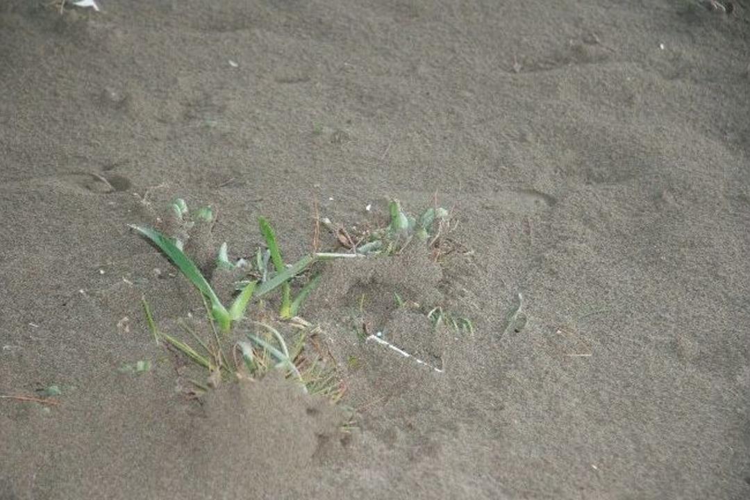 Hortumda Kum Zambakları Zarar G&ouml;rd&uuml;