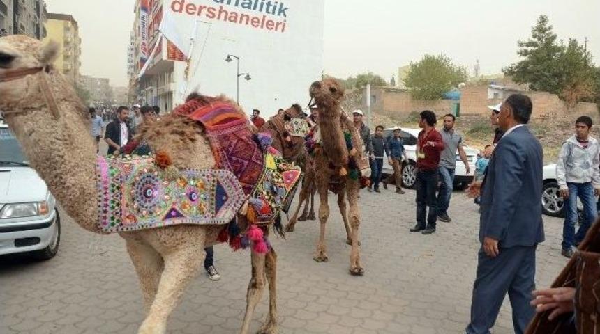 Viranşehir'de "karacadağ Kalt&uuml;r Ve Sanat Festivali"