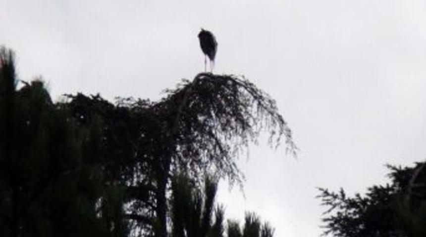 Ağa&ccedil;taki Leylek Vatandaşları Alarma Ge&ccedil;irdi