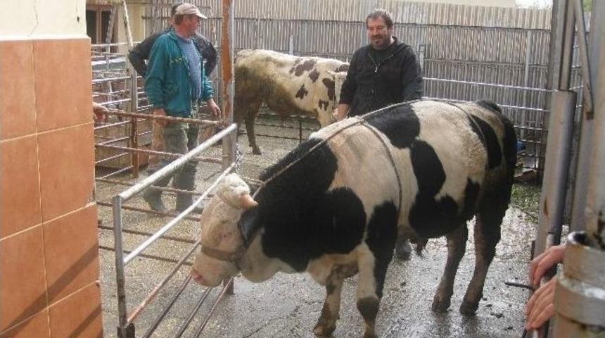 'kurban Bayramı T&uuml;rk D&uuml;nyasında Kutlanıyor'