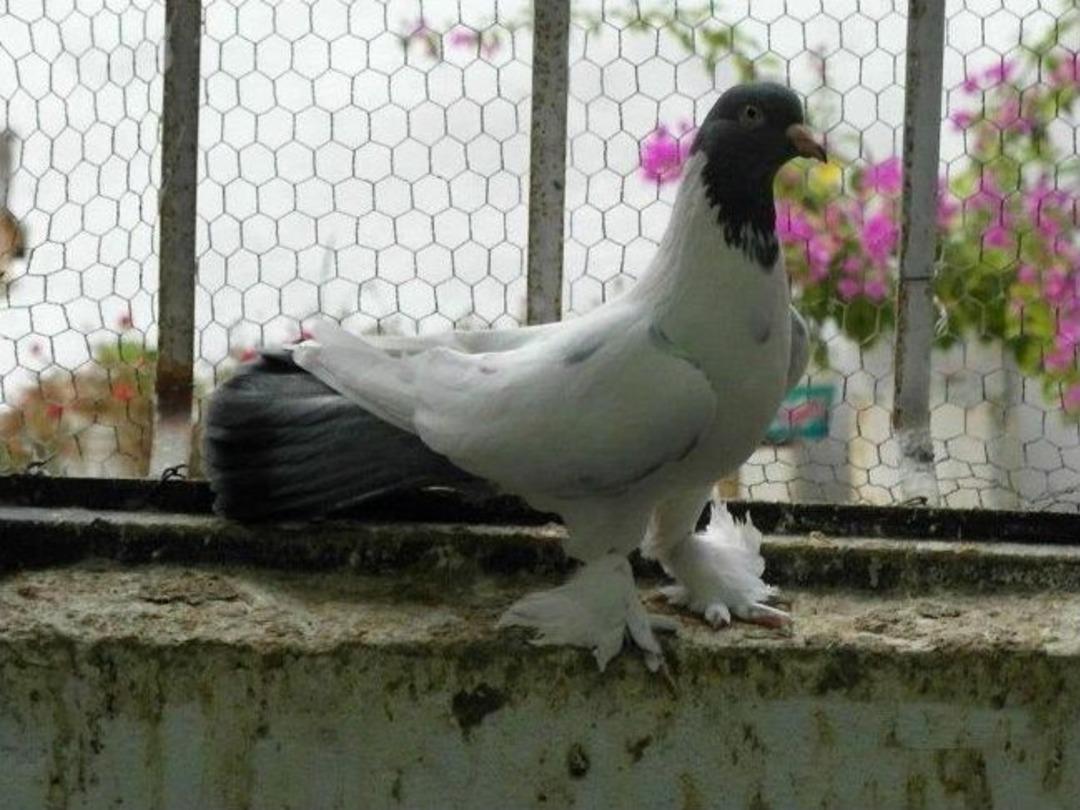 G&uuml;vercin Severler Karakurt'ta Buluştu