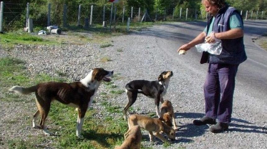 (&ouml;zel Haber) Sokağa Bırakılan K&ouml;peklere Sahip &Ccedil;ıkıyor