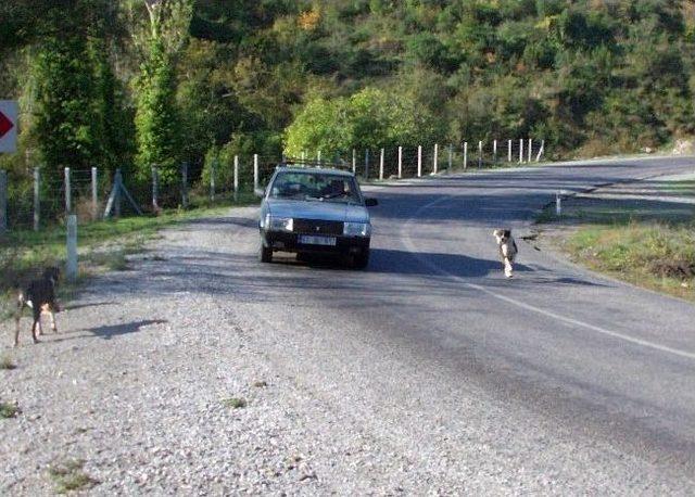 (özel Haber) Sokağa Bırakılan Köpeklere Sahip Çıkıyor