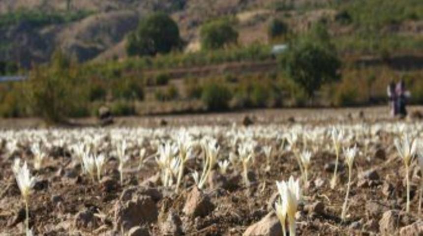 Şirvan'da Sonbaharın Habercisi &Ccedil;iğdemler A&ccedil;tı