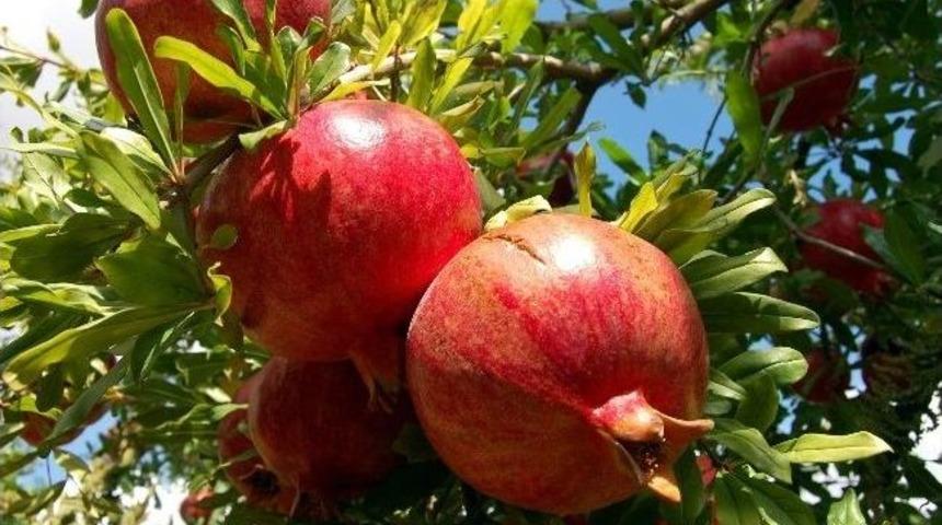 Adıyaman Narı B&uuml;y&uuml;k İlgi G&ouml;r&uuml;yor