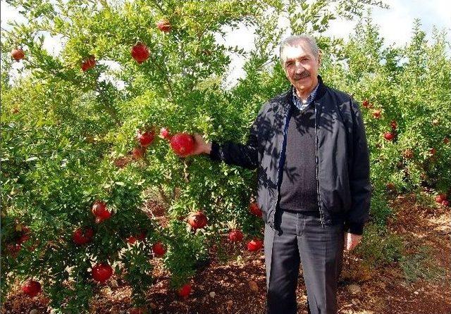 Adıyaman Narı Büyük İlgi Görüyor