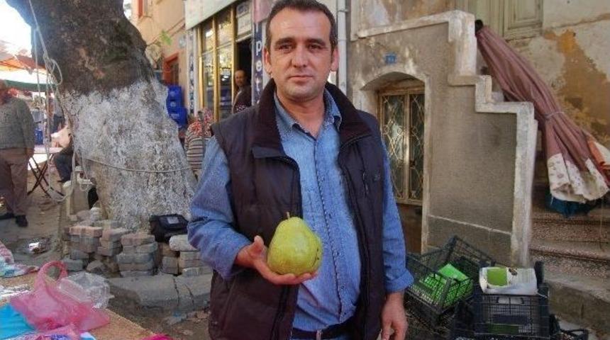 Lapseki&rsquo;de 940 Gramlık Armut Yetiştirildi