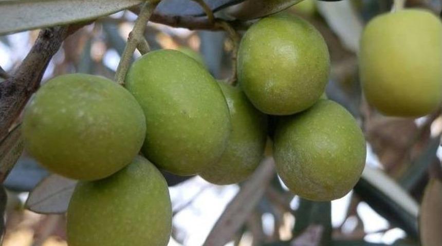 Mut&rsquo;ta Zeytin &Uuml;retimi Arttı
