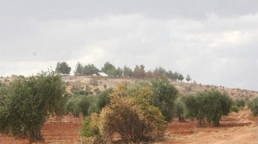 Sınırda Sessizlik Hakim