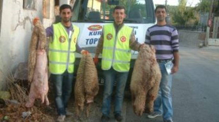 Balya&rsquo;da Kurban Derileri T&uuml;rk Hava Kurumu&rsquo;na