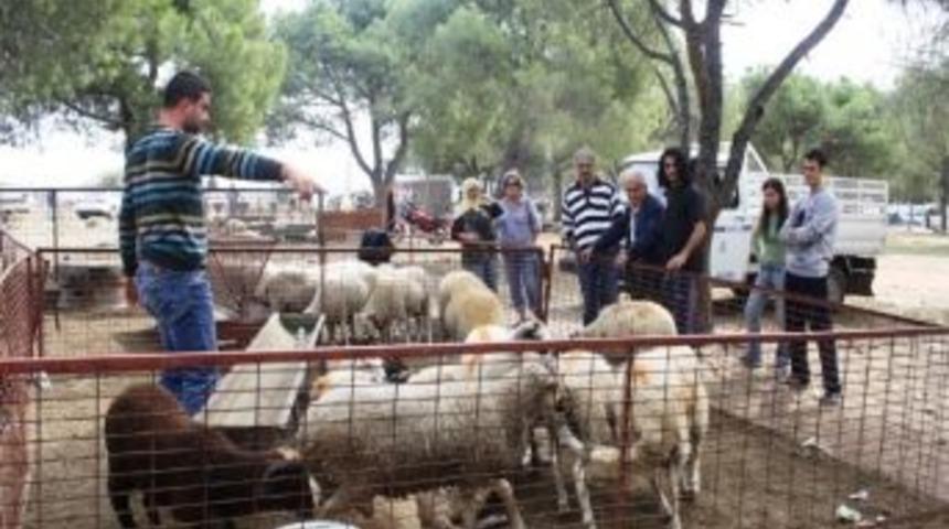 Ayvalık&rsquo;ta Kurban Satıcıları Umduğunu Bulamadı