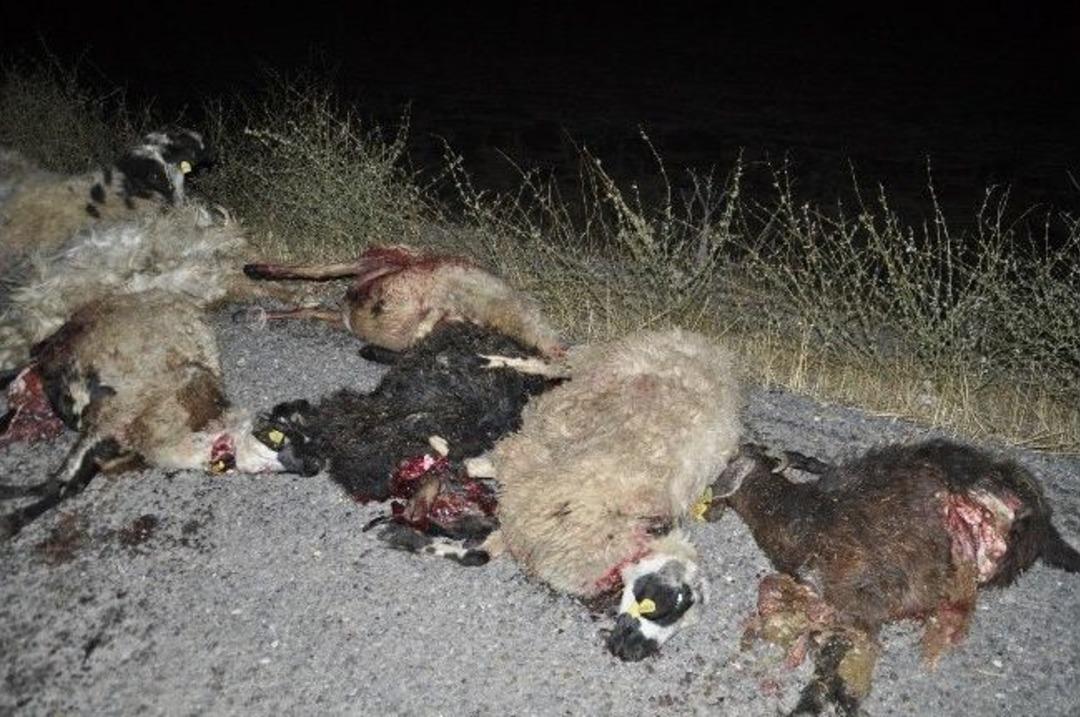 Tır, S&uuml;r&uuml;ye &Ccedil;arptı: 50 Koyun Telef Oldu