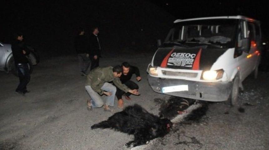 Kamyonet S&uuml;r&uuml;ye &Ccedil;arptı: 16 Hayvan Telef Oldu