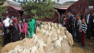 Yozgat'ta Hami-Yet Ailesine 320 Kurbanlık Dağıtıldı