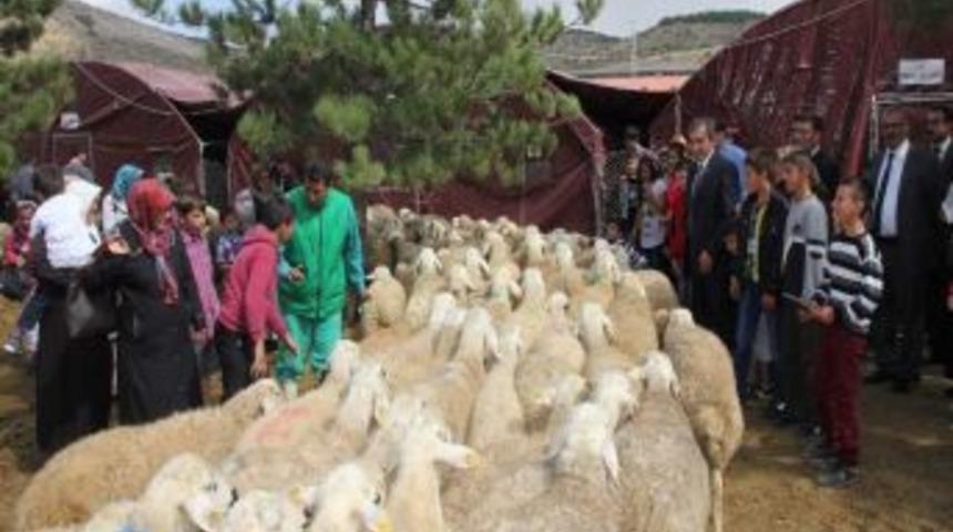 Yozgat'ta Hami-Yet Ailesine 320 Kurbanlık Dağıtıldı
